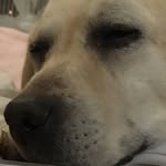 Dixie,Dixon,Sadie,Gemma,Pearl - @kcpuppers - Instagram