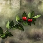 Dixie Scott Dyer - @dyerdixie - Instagram