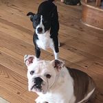 Dixie And Floyd - @dixieandfloyd - Instagram