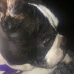 Dixie Glenn - @dashdebo23 - Instagram
