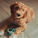 Dixie 🤎🧸 - @ms.dixiegraham - Instagram