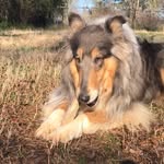 DIXIE - @dixie_gray.collie - Instagram