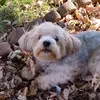 Dixie Gray - @dixieg002 - TikTok