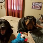 Dixie Lynne Gray - @dixiegray60 - Instagram