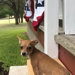 Miss Dixie Wingrove - @missdixiewingrove - Instagram