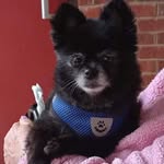 Dixie Hale - @dixiehale12 - Instagram
