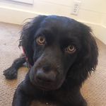 dixie hales - @whistlindixie.hales - Instagram