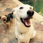 Hugo & Dixie + Harmony - @hugo.dixie.harmony - Instagram