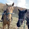Patch and okey - @dixie.harris5 - TikTok
