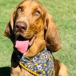 Dixie Hill - @dixie_the_bloodhound_ - Instagram