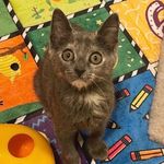 Dixie Hill and Friends 🐾 - @dixiehillandfriends - Instagram