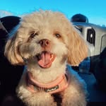 Dixie Mae Horton🐶 - @miss.dixie.mae.horton - Instagram