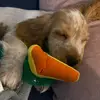 dixie - @dixie.jackson - TikTok