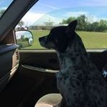 Dixie Jackson - @mrsroberts17 - Instagram