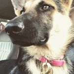 Dixie Jackson 🎀 - @thelifeofdixie_gsd - Instagram