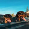 Jackson & Dixie - @jacksonanddixiee - TikTok