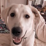 Diamond Dixie Kelley - @diamond_dixie_doggo - Instagram