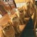 Dixie Lawrence - Facebook