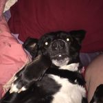 Cleo & Dixie Leavitt - @cleoandixie1568 - Instagram
