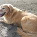 Dixie Lyon - Facebook