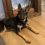 Dixie Mathews - @dixiethemaligator - Instagram