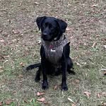 @dixiemaysdoghunting - Instagram