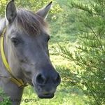 Dixie Meadows Tarpans - @tarpanluv1 - Instagram