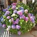 Dixie Meyer - Facebook