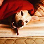 Dixie Mitchell - @dixie1364 - Instagram