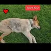 dixiemitchellti57 - @dixiemitchellti57 - TikTok