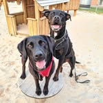 𝘿𝙞𝙭𝙞𝙚 & 𝙉𝙚𝙡𝙨𝙤𝙣 🇩🇰 - @team.bad.dogs.for.life - Instagram