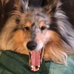 Nelson And Dixie - @nelson_and_dixie - Instagram