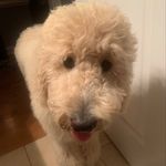 Dixie Doodle Nicholson - @dixiedadoodle - Instagram
