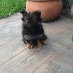 Dixie_Owen🐶 - @dixie_owen - Instagram