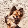 Dixiethedog - @dixieowen9 - TikTok