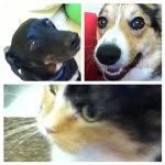 Ike, Dixie And Cali! - @ike_n_dixie_n_cali - Instagram