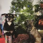 Price & Dixie - @price.and.dixie - Instagram
