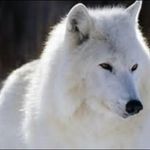 samantha rea gilbreath - @quickdogdixie - Instagram