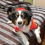 Dixie Ray - @dixieray_theaussie - Instagram