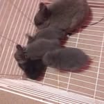 Dixie Ray - @rabbits_13_96 - Instagram