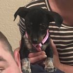 Dixie - @dixie_doodle_robinson - Instagram