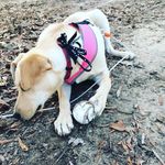 Dixie Robinson - @robinson_dixie - Instagram