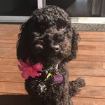Dixie_sampson - @dixie_the_aussieoodle - Instagram