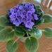 Dixie Schuster - Facebook