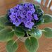 Dixie Schuster - Facebook