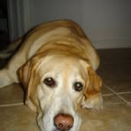 Dixie Schuster - Facebook