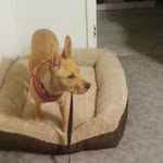 Dixie Steele (puppy) - @dixiesteelepuppy - Instagram