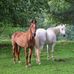 Dixie Williams - Facebook