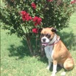 Dixie Wise - @dixie_the_boxer - Instagram