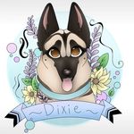 Dixie da bites 🌲 - @service_wolf_dixie - Instagram